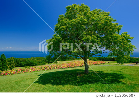一本木のある風景 115056607