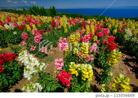 花のある風景は淡路島 115056609