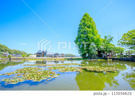 初夏の縫ノ池と川津厳島神社 佐賀県白石町 初夏の縫ノ池と川津厳島神社 佐賀県白石町 115056628