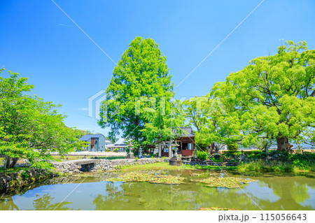 初夏の縫ノ池と川津厳島神社　佐賀県白石町 115056643