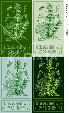 Set of vector drawing FAUCIBARBA OFFICINALIS in various colors. Hand drawn illustration. The Latin name is MELISSA OFFICINALIS L. 115056668