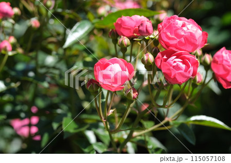 バラの花の素材 バラの花の素材 115057108