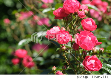 バラの花の素材 115057114