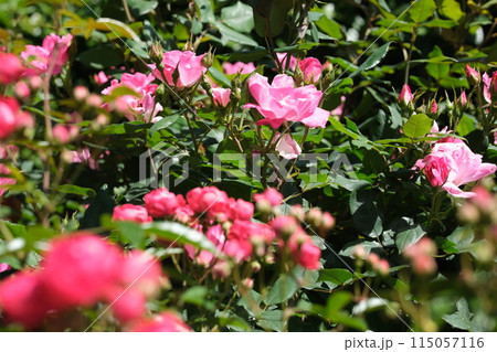 バラの花の素材 バラの花の素材 115057116