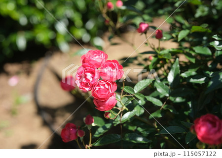 バラの花の素材 115057122