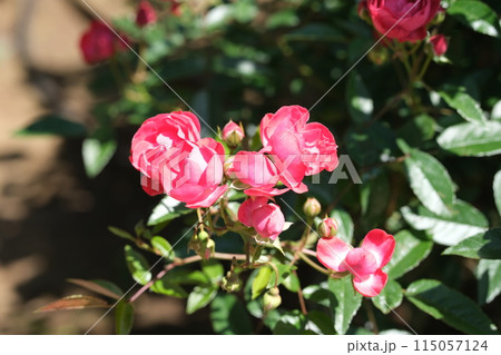 バラの花の素材 115057124