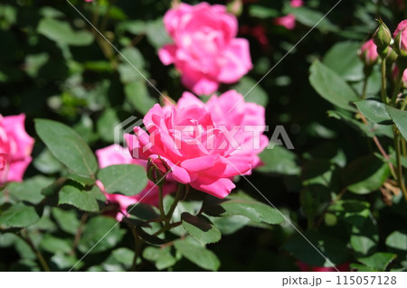 バラの花の素材 バラの花の素材 115057128