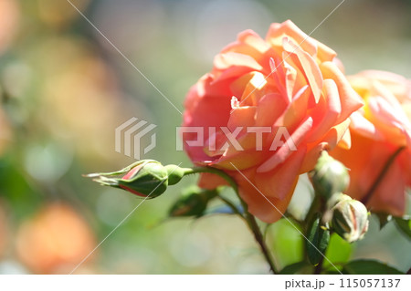 バラの花の素材 バラの花の素材 115057137