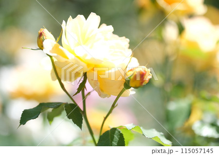 バラの花の素材 バラの花の素材 115057145