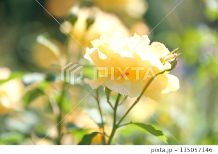 バラの花の素材 115057146