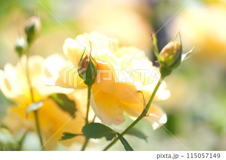 バラの花の素材 115057149