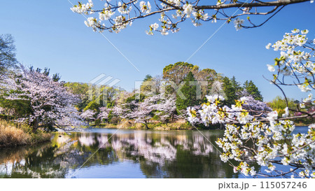 神奈川の桜の名所 三ツ池公園の春景色【神奈川県・横浜市】 神奈川の桜の名所 三ツ池公園の春景色【神奈川県・横浜市】 115057246