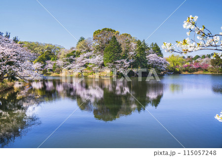 神奈川の桜の名所　三ツ池公園の春景色【神奈川県・横浜市】 115057248
