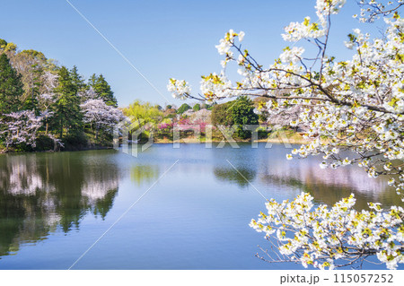 神奈川の桜の名所　三ツ池公園の春景色【神奈川県・横浜市】 115057252