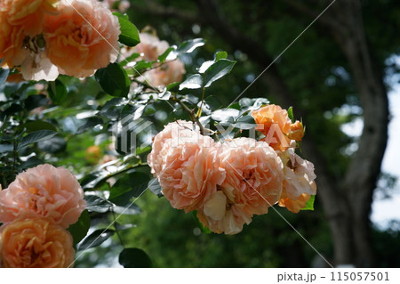 満開の薔薇 Sangerhausen Jubilaumsrose 115057501