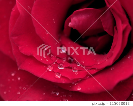 小雨の降る5月に咲いた赤い美しいバラ「コーラルクイーン」 小雨の降る5月に咲いた赤い美しいバラ「コーラルクイーン」 115058012