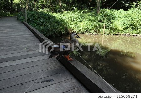神奈川　東高根森林公園 115058271