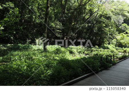 神奈川 東高根森林公園 神奈川 東高根森林公園 115058340