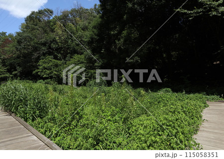 神奈川　東高根森林公園 115058351