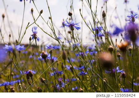 Summer landscape with bright blooming cornflowers in the field Summer landscape with bright blooming cornflowers in the field 115058424