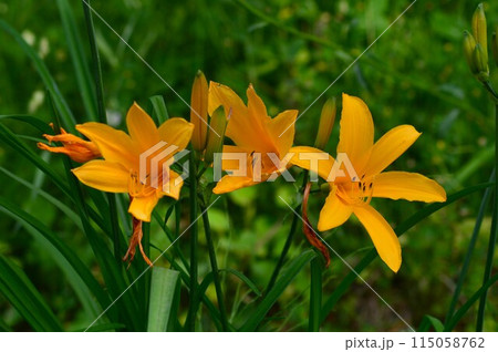 ゼンテイカ（禅庭花）ニッコウキスゲ（日光黄菅） 115058762