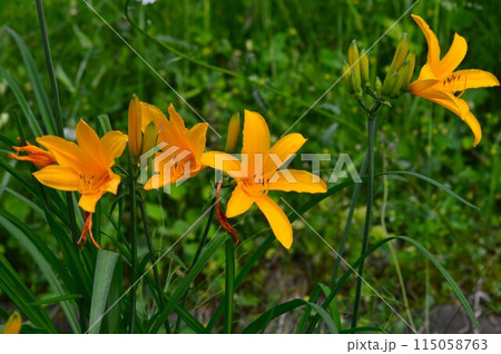 ゼンテイカ（禅庭花）ニッコウキスゲ（日光黄菅） 115058763