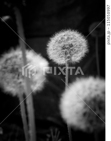 タンポポの綿毛をモノクロで。 115058997