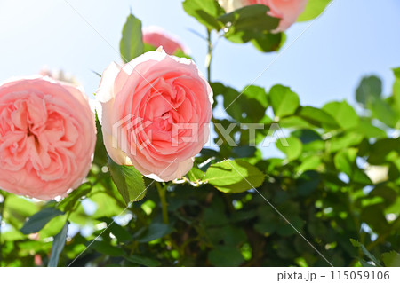 薄桃色のバラ 115059106