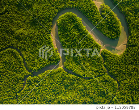 Amazing abundant mangrove forest, Aerial view of forest trees Rainforest ecosystem and healthy environment background, Texture of green trees forest top down, High angle view Amazing abundant mangrove forest, Aerial view of forest trees Rainforest ecosystem and healthy environment background, Texture of green trees forest top down, High angle view 115059788