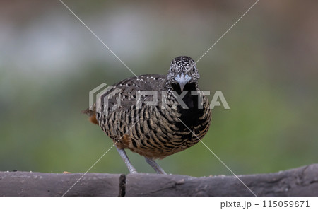 Barred Buttonquail on the ground animal portrait. Barred Buttonquail on the ground animal portrait. 115059871