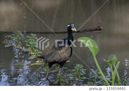 Bronze-winged Jacana on ground animal portrait. 115059892