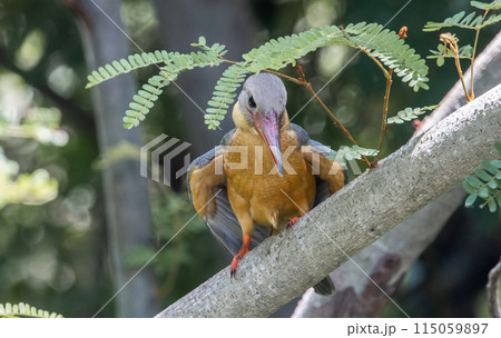 Stork-billed kingfisher childhood on the branch of a tree. Stork-billed kingfisher childhood on the branch of a tree. 115059897