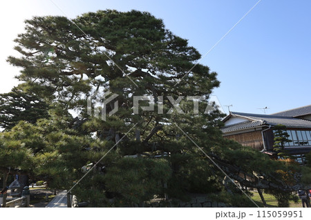 浮御堂の老松【滋賀】 115059951