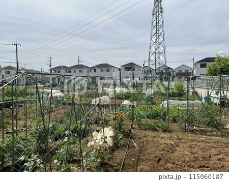 農地　畑　住宅地域 115060187