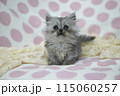 ミヌエットの子猫 115060257
