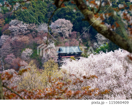 奈良県の吉野山の桜に囲まれた寺 奈良県の吉野山の桜に囲まれた寺 115060409