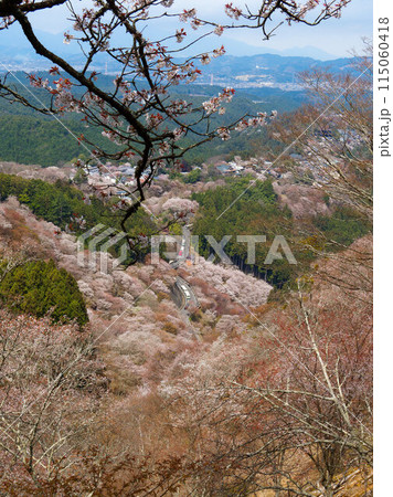吉野山の上千本から見た桜風景 115060418