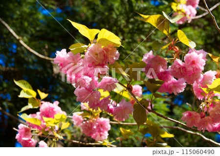 ピンク色が映える八重桜 ピンク色が映える八重桜 115060490