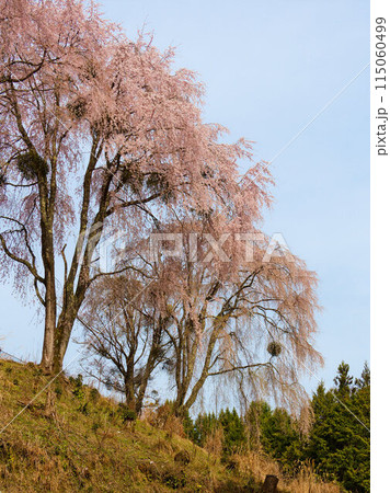 里山に咲く一本桜 里山に咲く一本桜 115060499