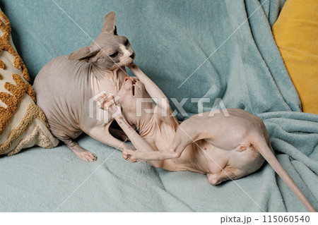 Sphynx cat pet playing together at home. Cat fight Sphynx cat pet playing together at home. Cat fight 115060540