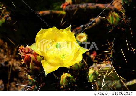 Prickly Pear Cactus Blossom Macro 115061014