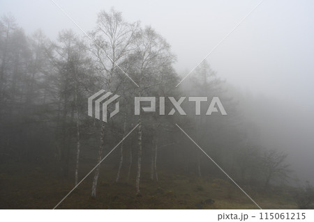 霧の蓼科高原／長野県 115061215