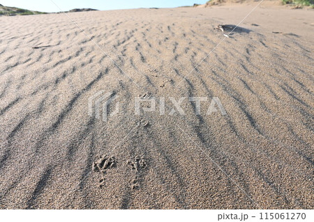 鳥の足跡 鳥の足跡 115061270