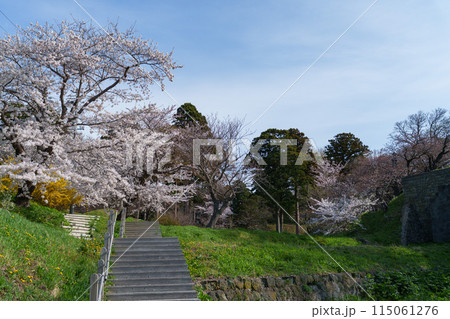 桜の松前 北海道の桜の名所 道南 桜の松前 北海道の桜の名所 道南 115061276