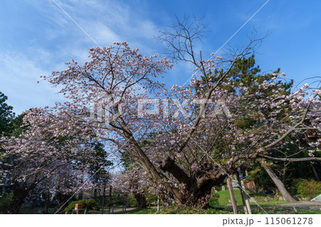 桜の松前 北海道の桜の名所 道南 桜の松前 北海道の桜の名所 道南 115061278