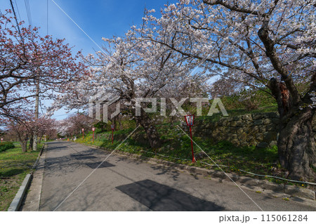 桜の松前 北海道の桜の名所 道南 桜の松前 北海道の桜の名所 道南 115061284