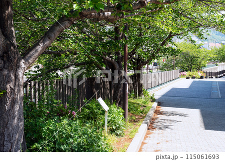 神戸の新湊川沿い 神戸の新湊川沿い 115061693