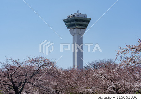 五稜郭タワーと桜　北海道函館の桜の名所 115061836