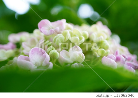あじさい 115062040