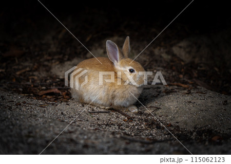 広島の大久野島（うさぎの島）の赤ちゃんうさぎが1匹 115062123